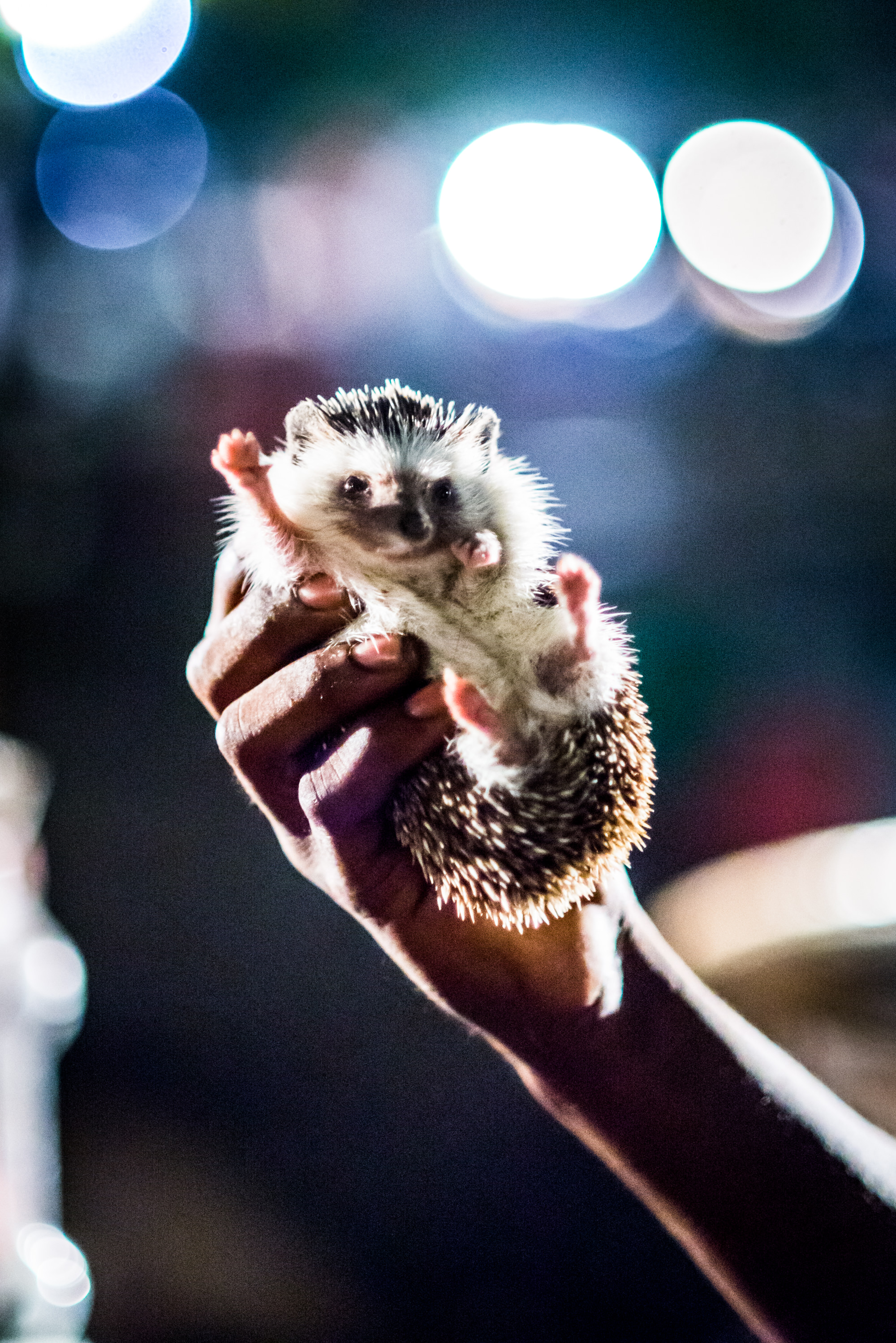 Baby hedgehog held in mans hand.